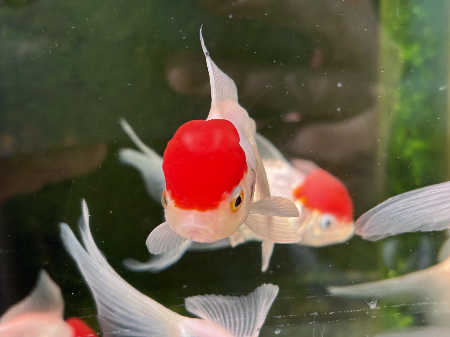 Oranda CN - Red Cap (Mix Color)