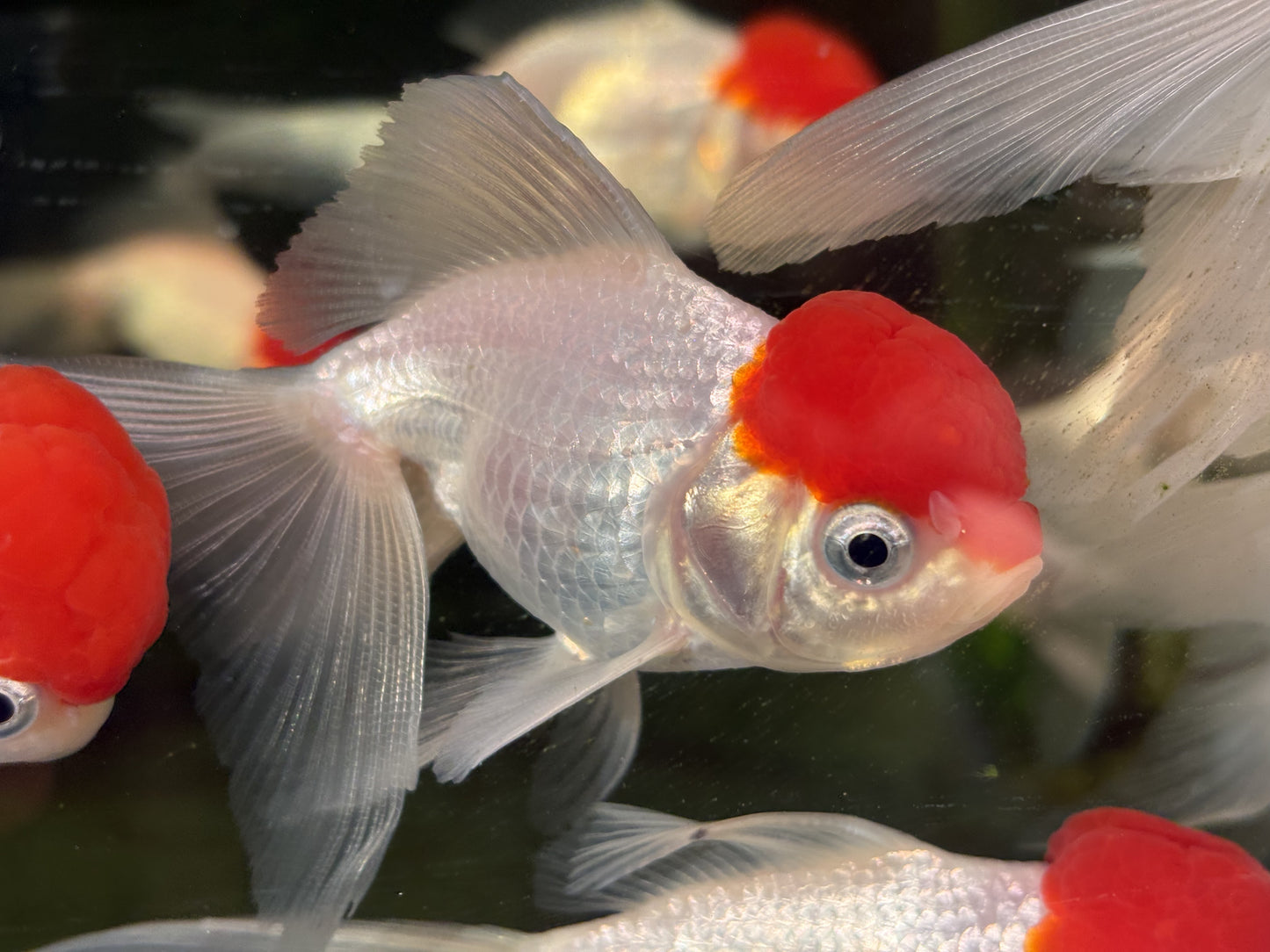 Oranda CN - Red Cap (Mix Color)