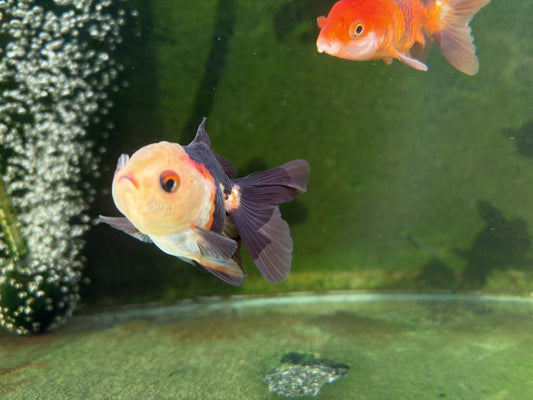 Oranda TH - SM (Mix Color)