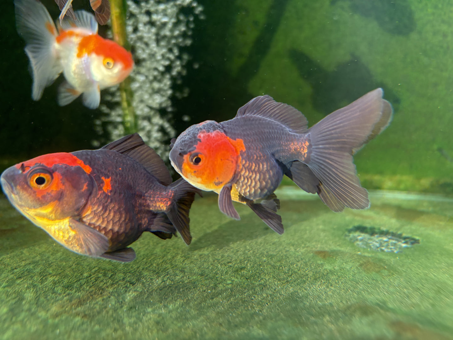 Oranda TH - SM (Mix Color)