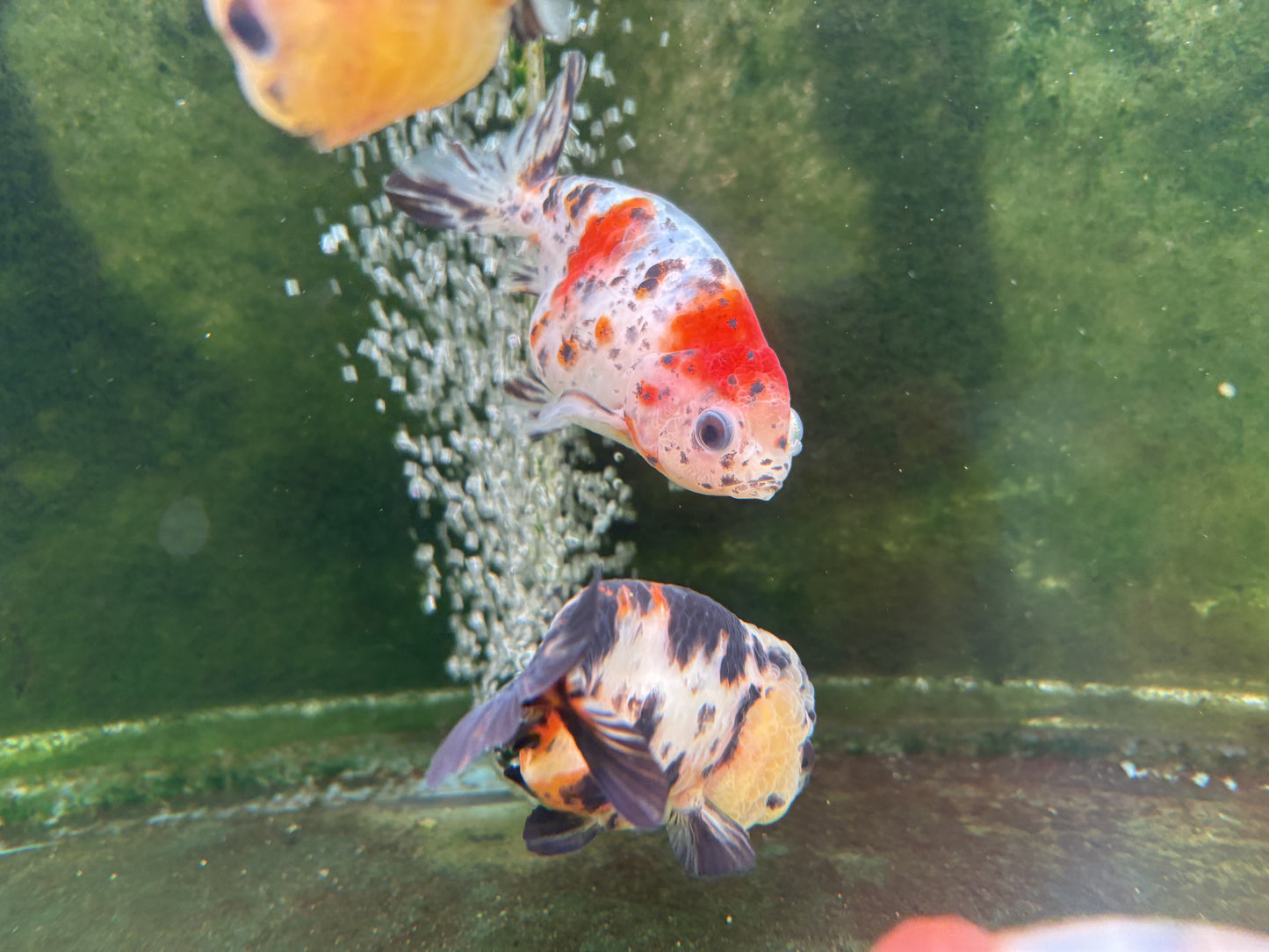 Ranchu - MP (Mix Color)