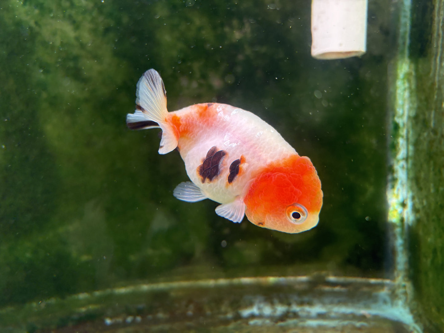 Ranchu - MP (Mix Color)