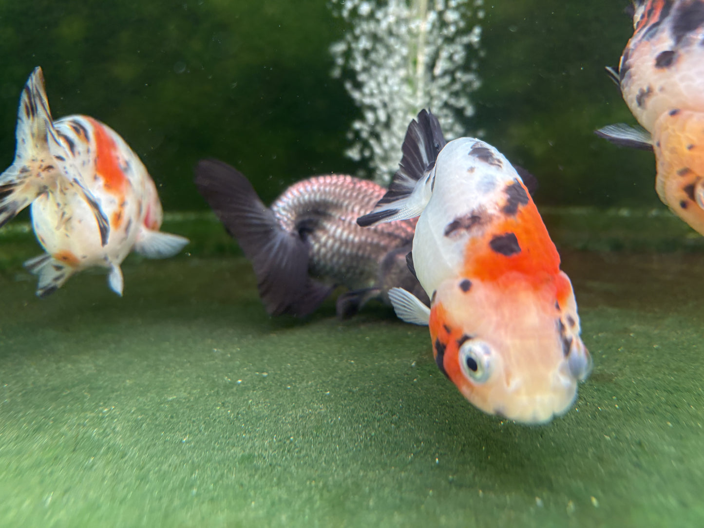 Ranchu - MP (Mix Color)