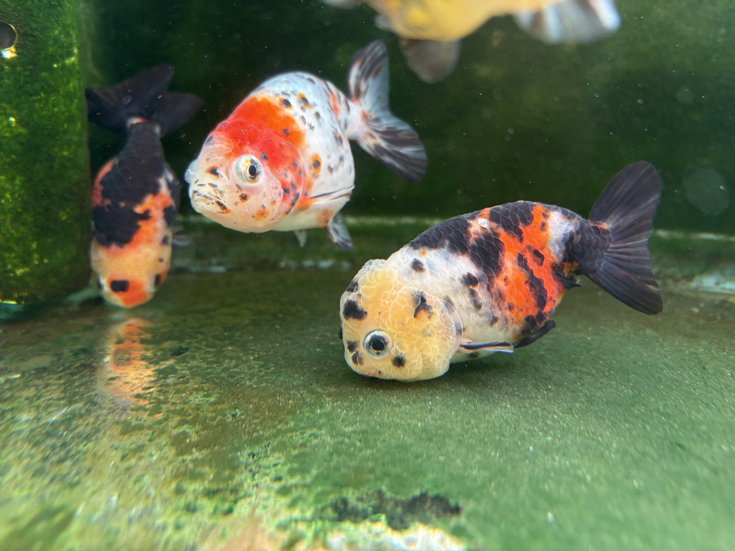 Ranchu - MP (Mix Color)