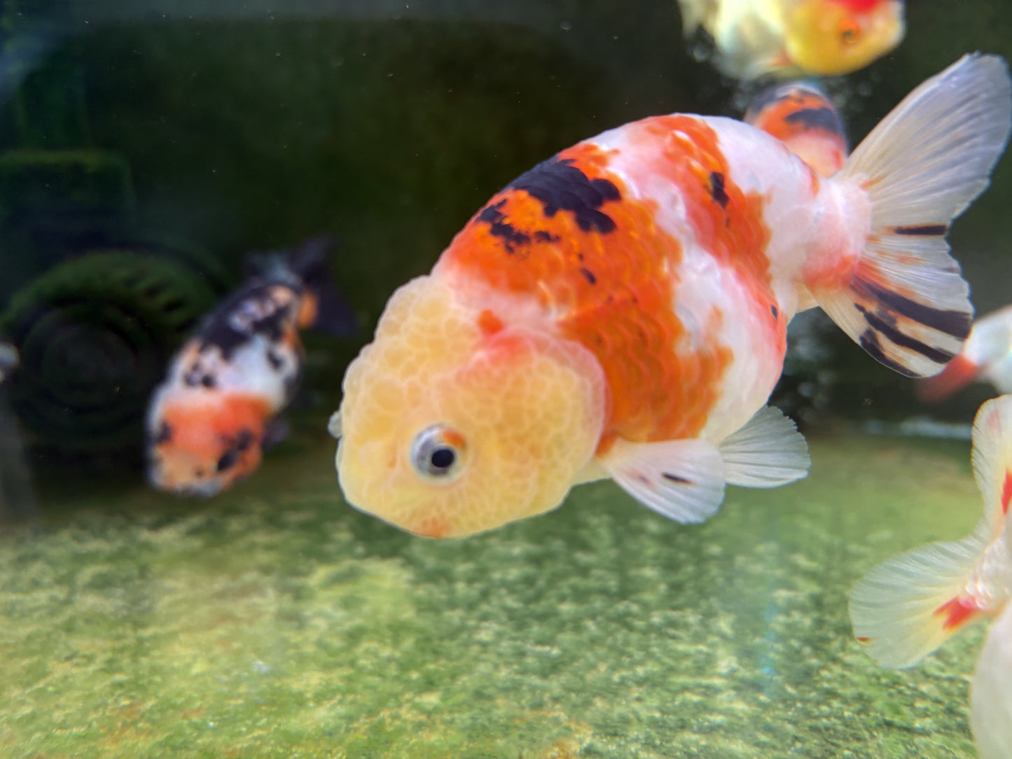 Ranchu - XL (Mix Color)