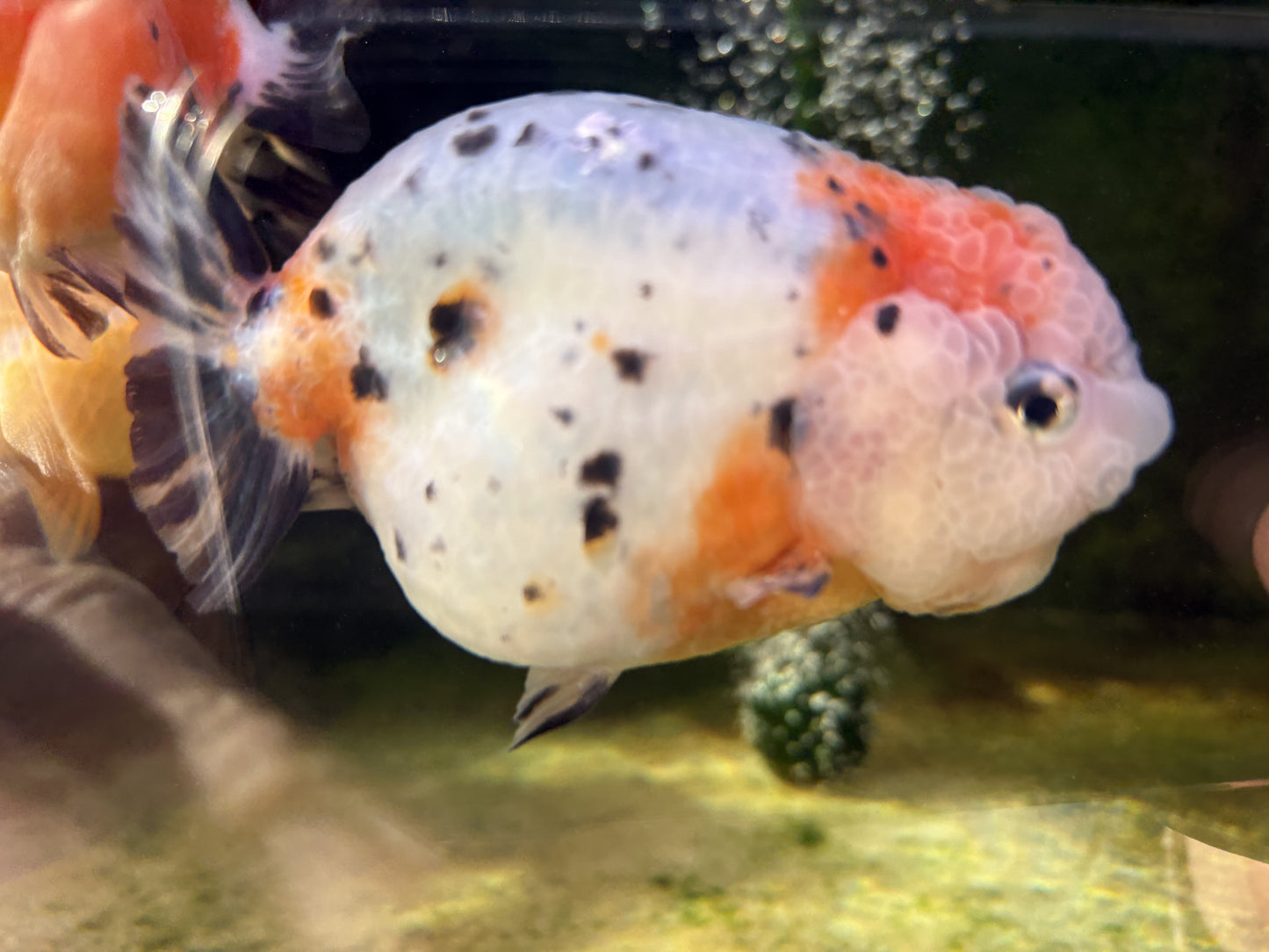 Ranchu - JB (Mix Color)