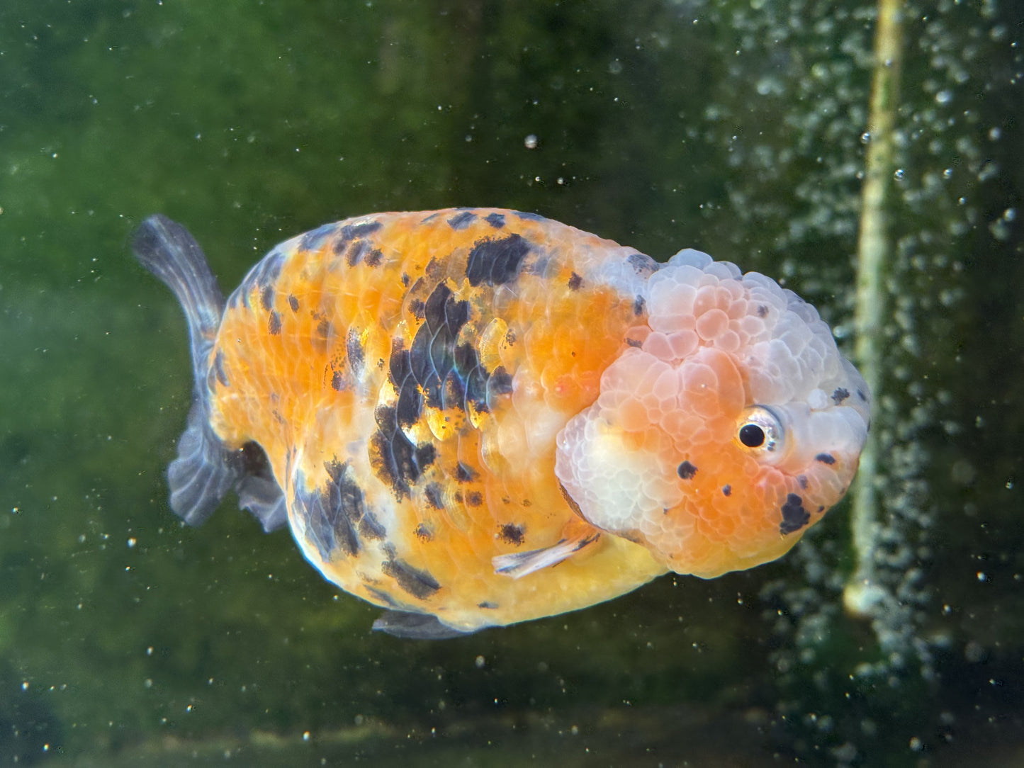 Ranchu - JB (Mix Color)