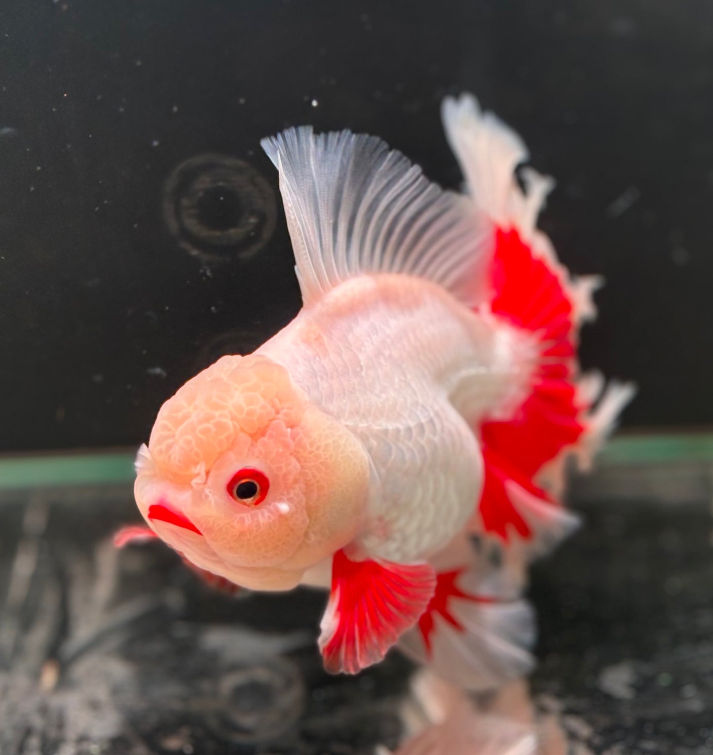 Oranda CN - JB (Mix Color)