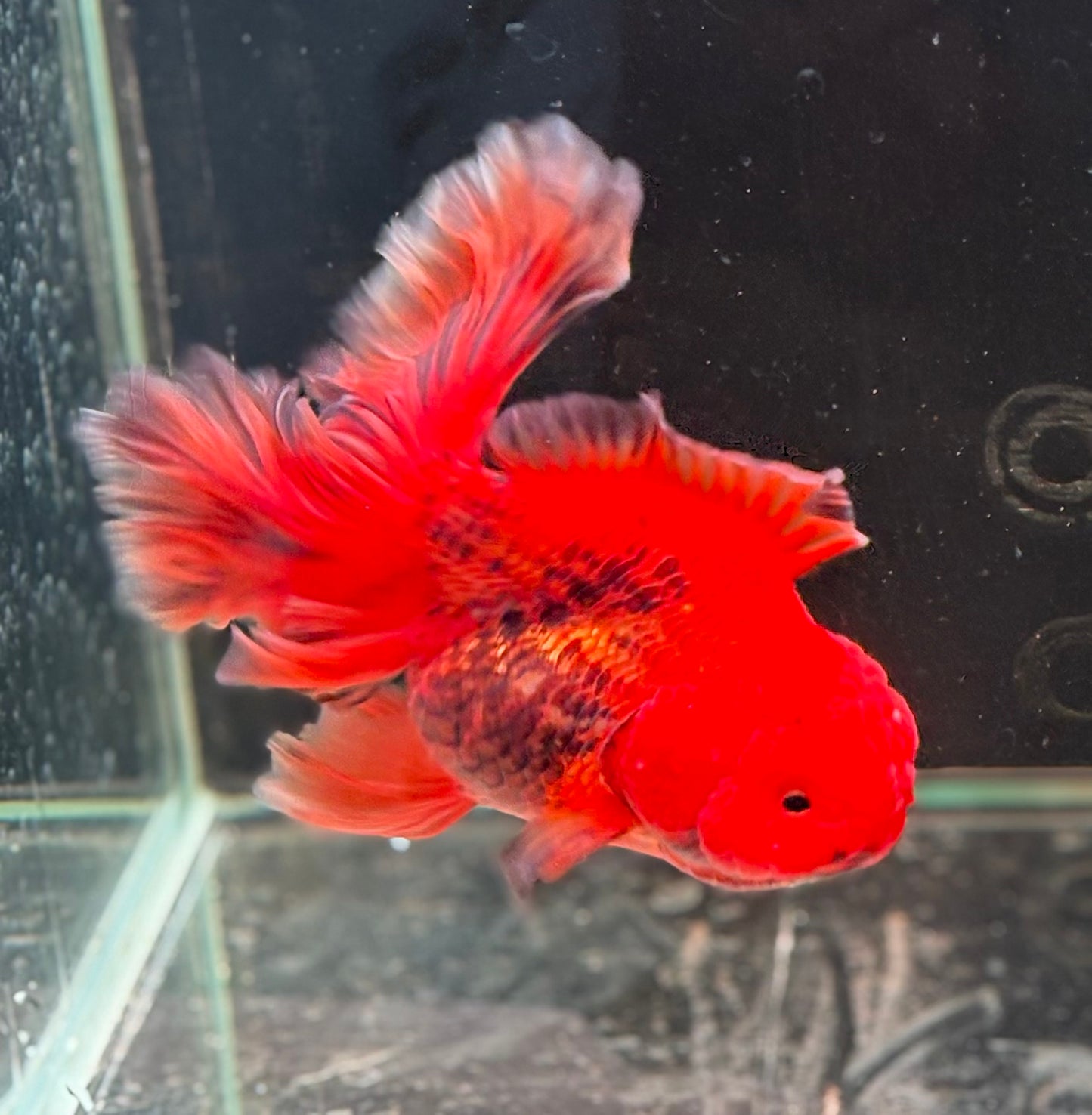 Oranda CN - JB (Mix Color)