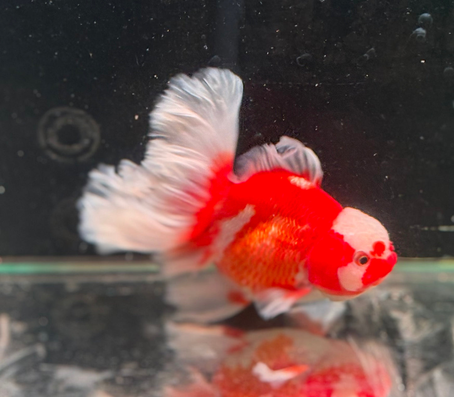 Oranda CN - JB Red*