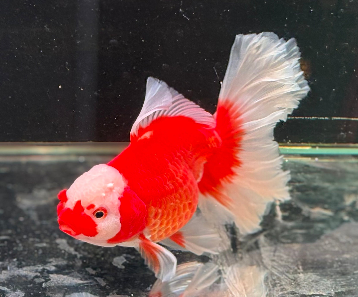 Oranda CN - JB Red*