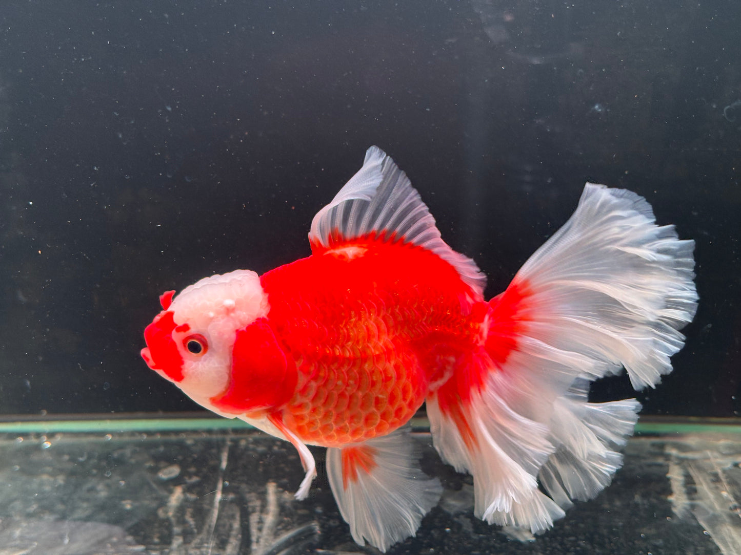 Oranda CN - JB Red*