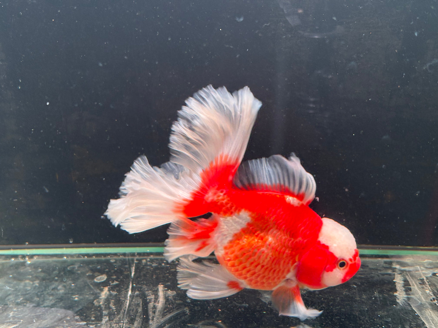 Oranda CN - JB (Mix Color)