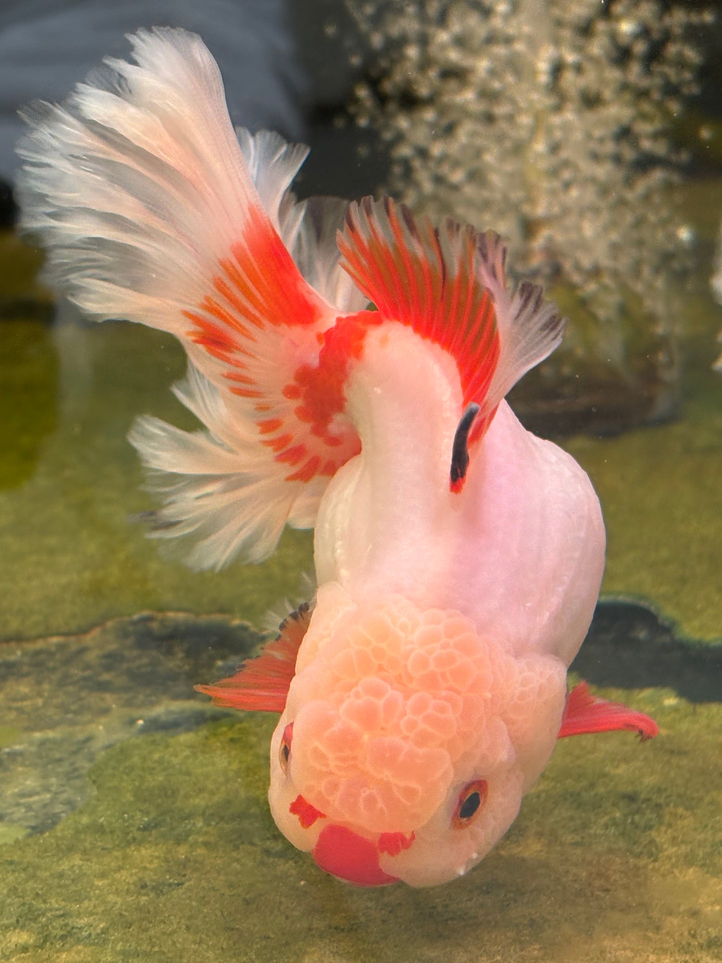 Oranda CN - JB Shakura w Lemon Head