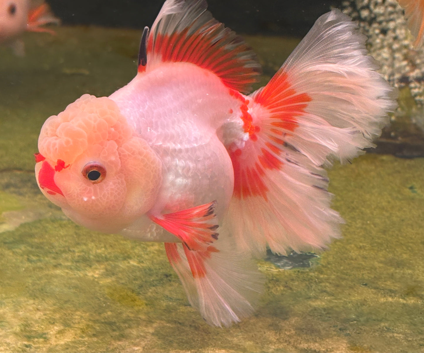 Oranda CN - JB Shakura w Lemon Head