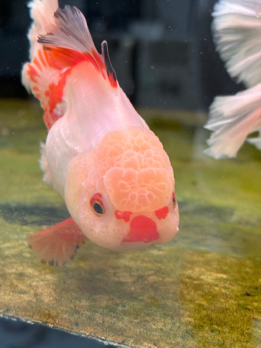 Oranda CN - JB Shakura w Lemon Head