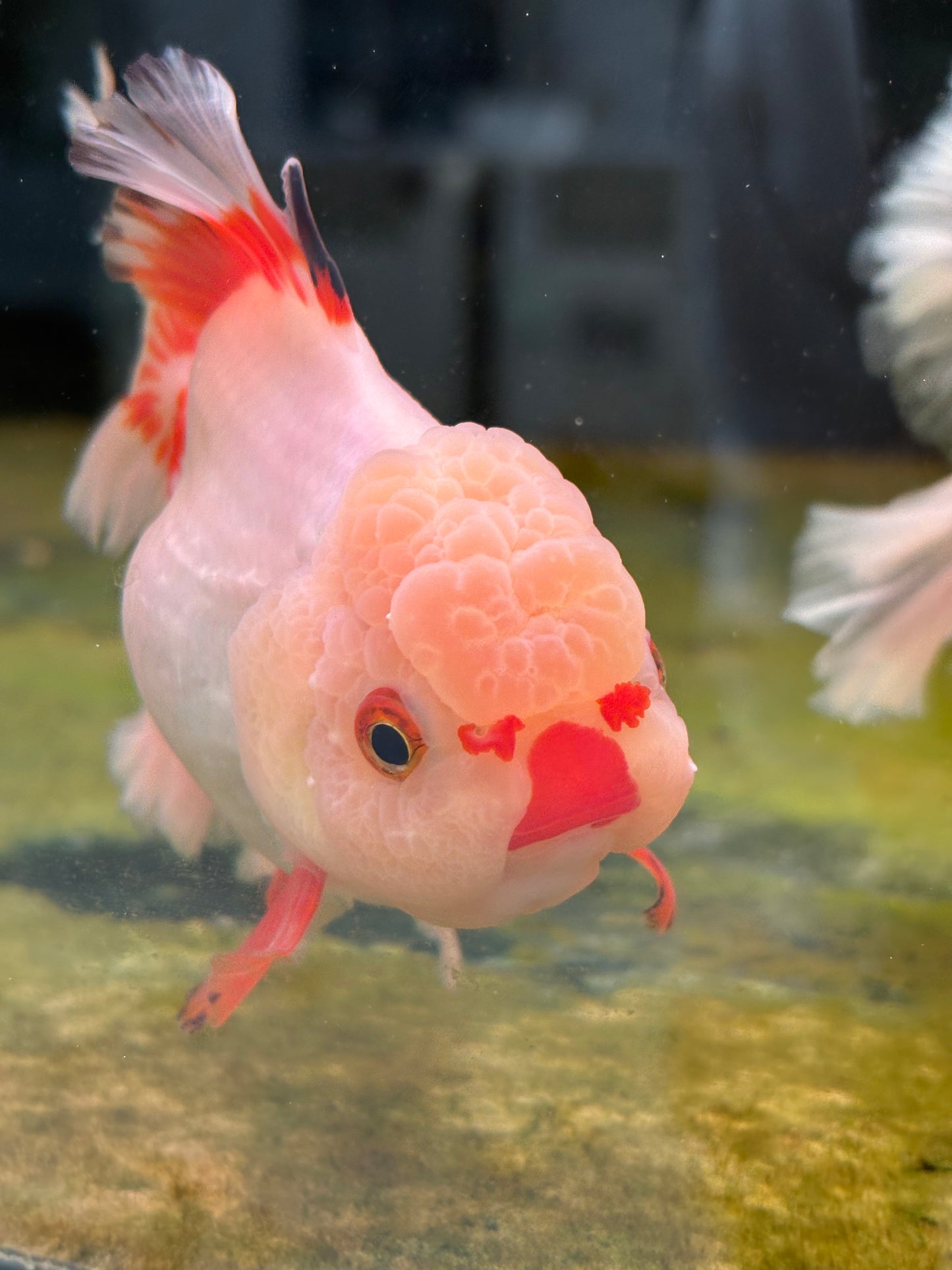 Oranda CN - JB Shakura w Lemon Head