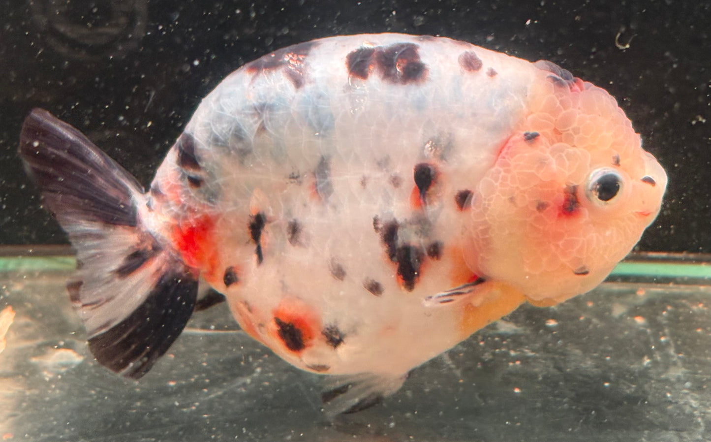 Ranchu - JB Calico Lemon Head