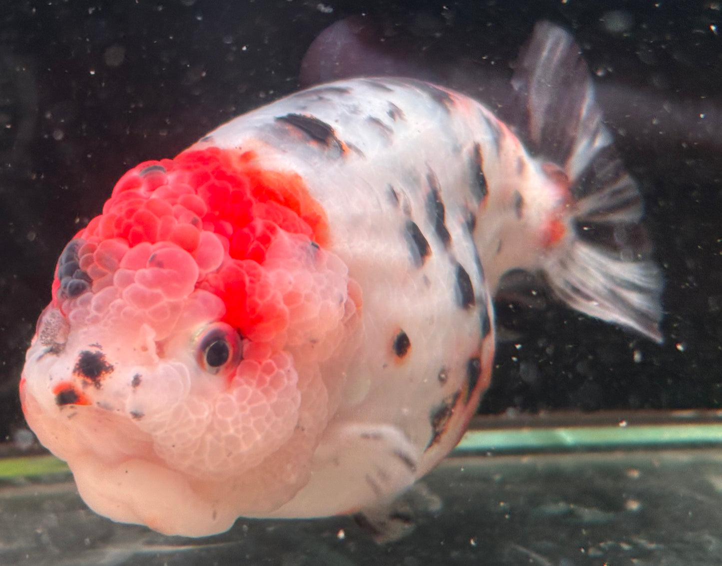 Ranchu - JB Calico Red Head