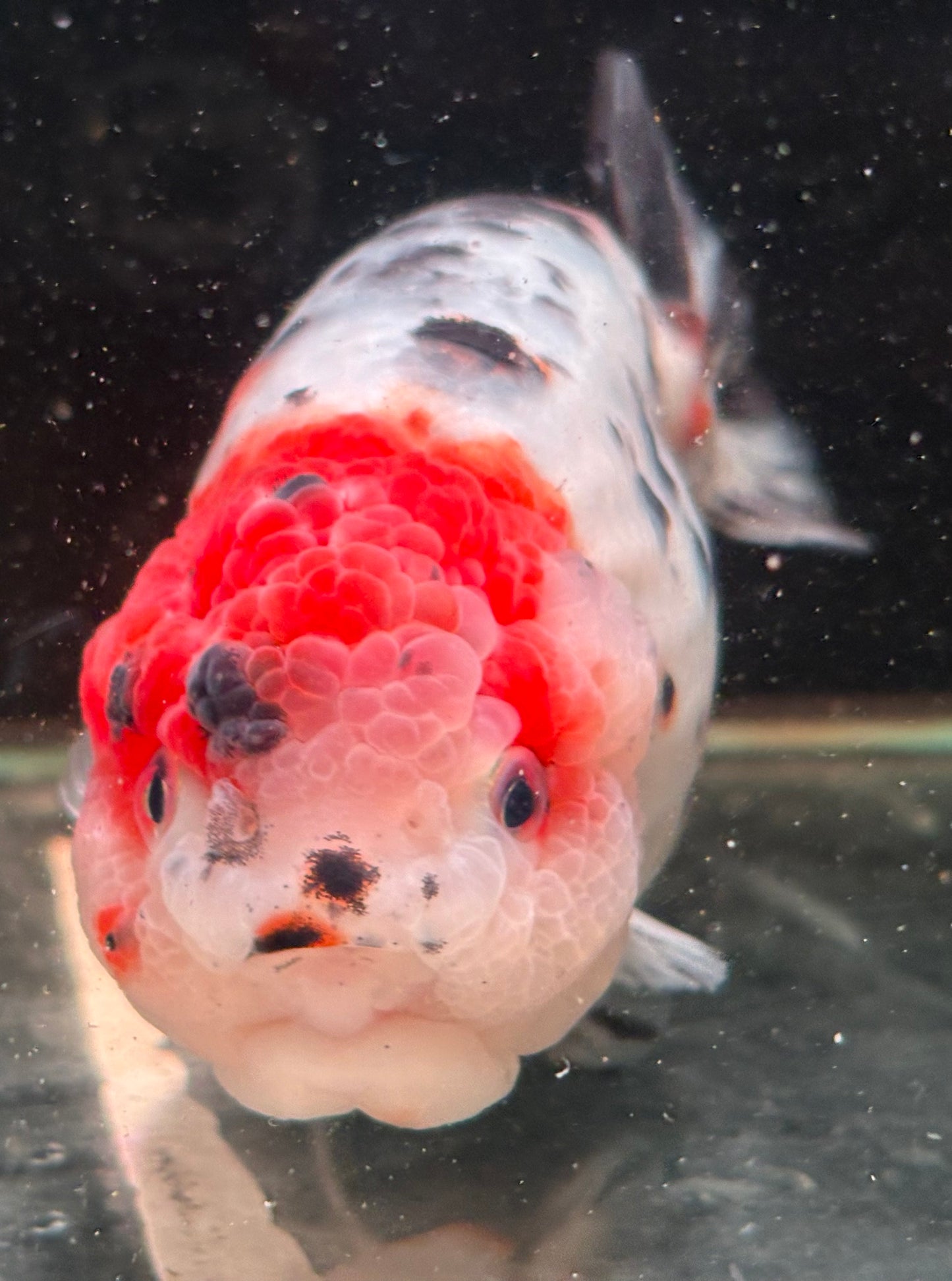 Ranchu - JB Calico Red Head