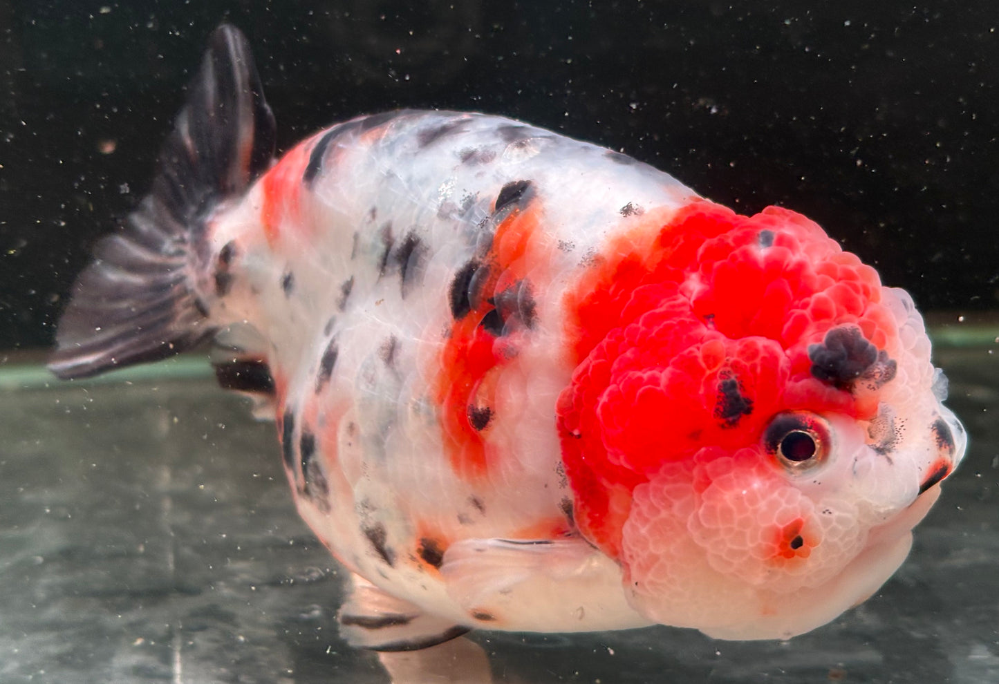 Ranchu - JB Calico Red Head