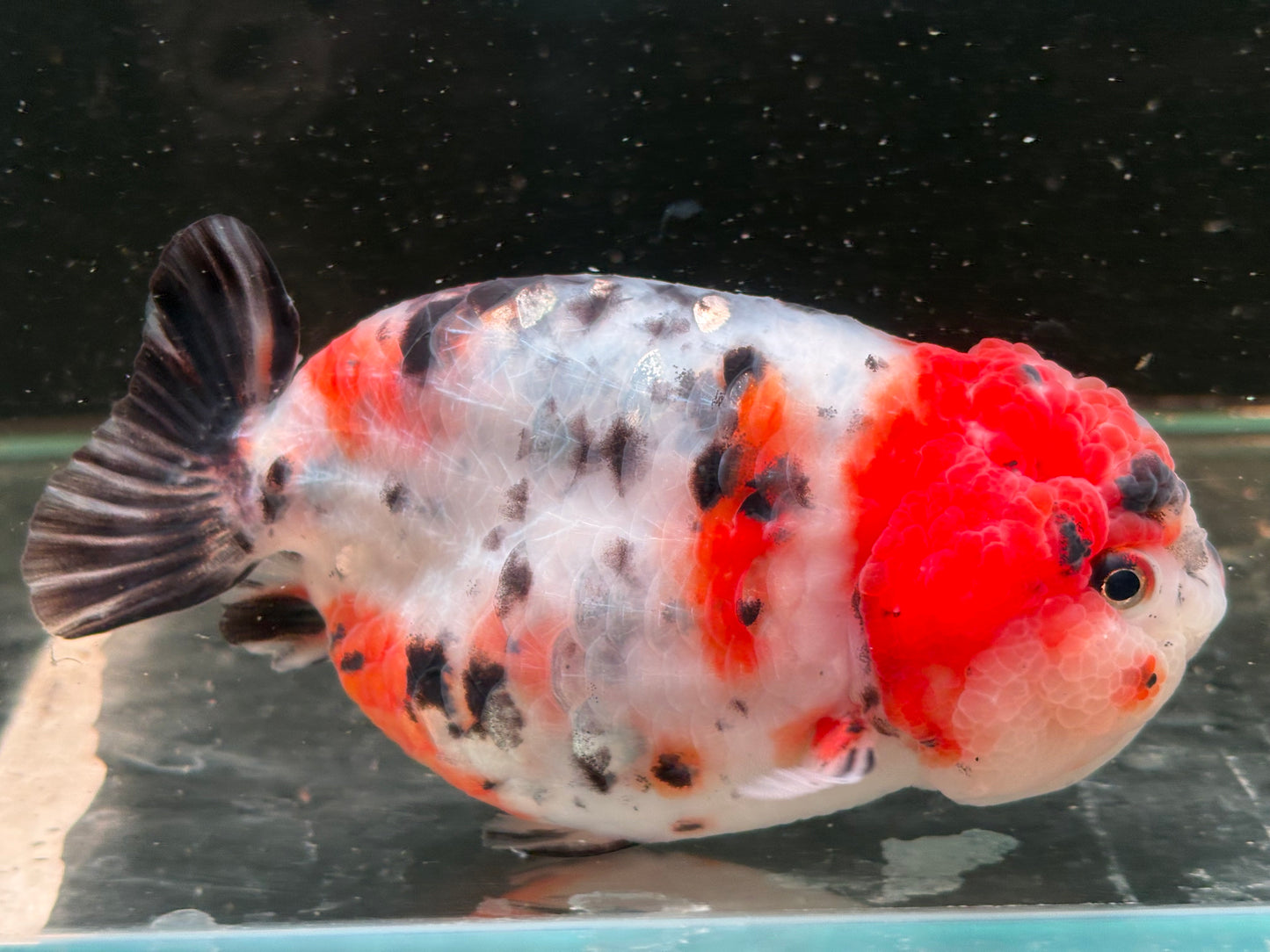 Ranchu - JB Calico Red Head