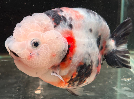 Ranchu - JB Calico Bubble Head