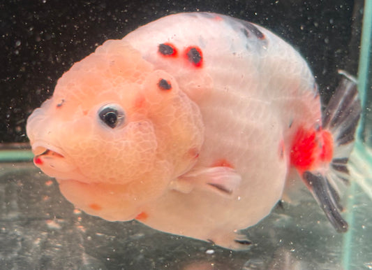 Ranchu - JB Calico Aurora