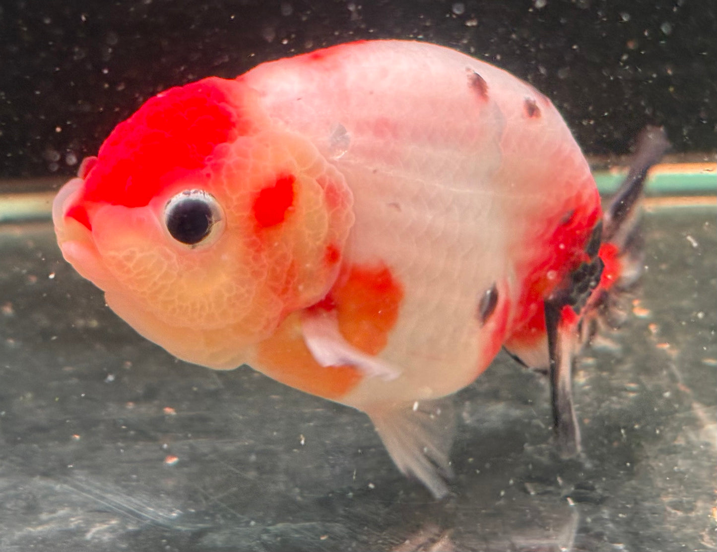 Ranchu - XL Shakura