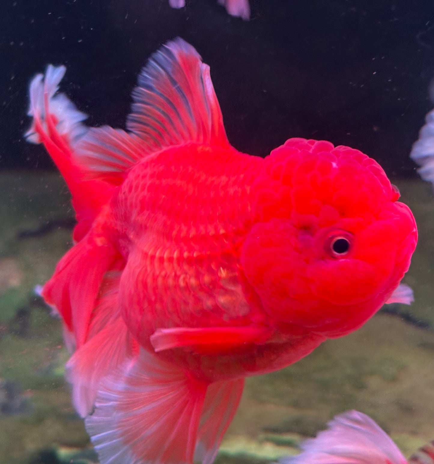 Oranda CN - JB Beautiful Red