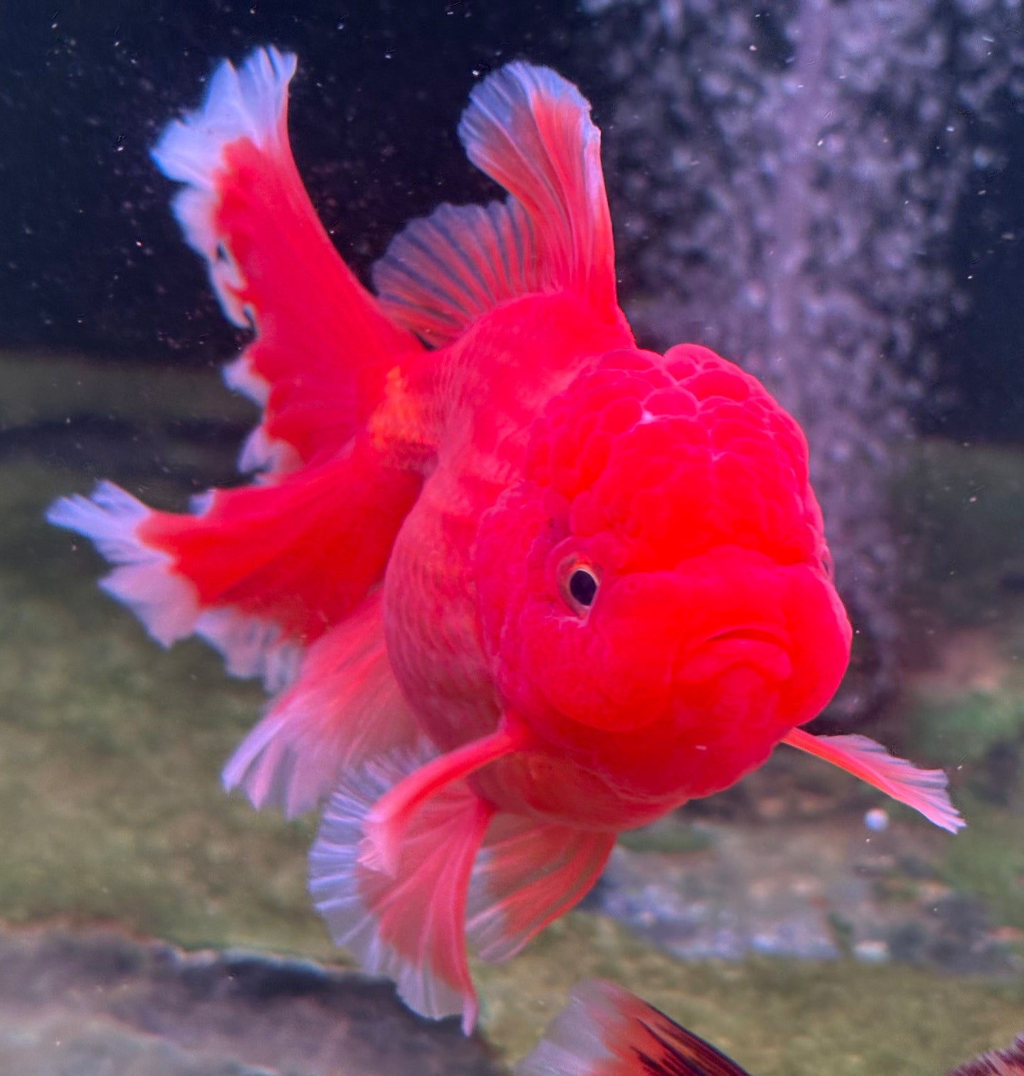 Oranda CN - JB Beautiful Red