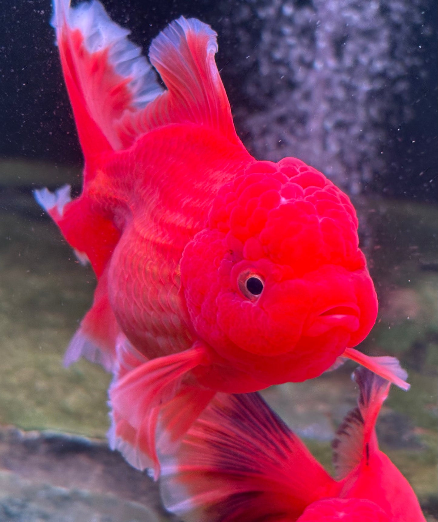 Oranda CN - JB Beautiful Red