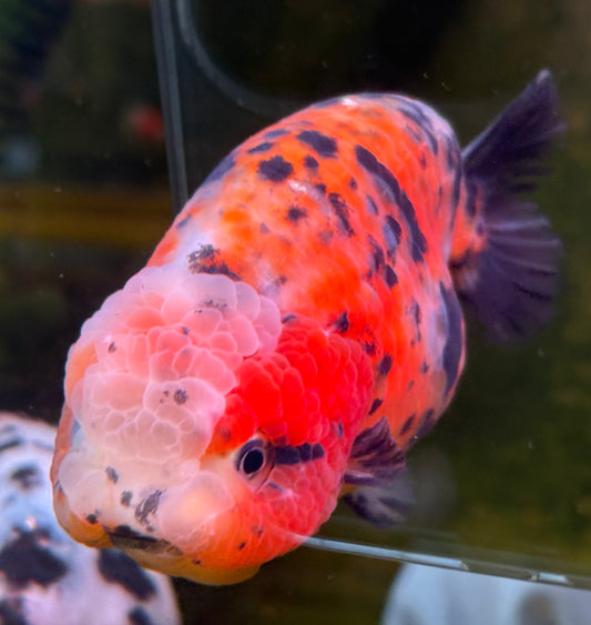 Ranchu - JB Calico Bubble Head