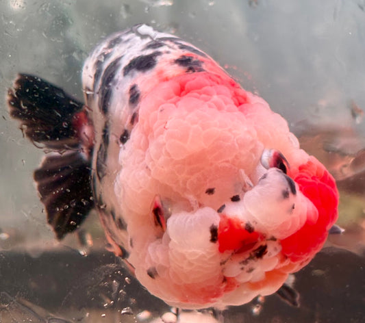 Ranchu - JB Calico Bubble Head Double Cheek