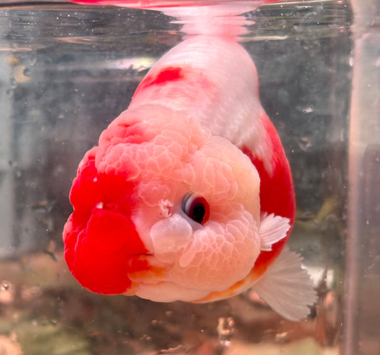Ranchu - JB Shakura Bubble Head Double Cheek