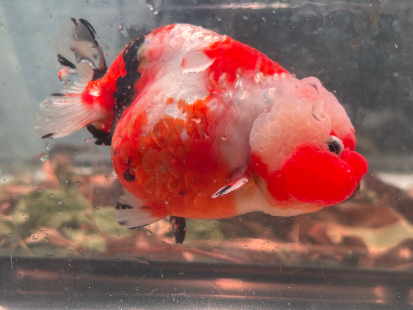 Ranchu - JB Shakura Bubble Head Double Cheek Black Tail