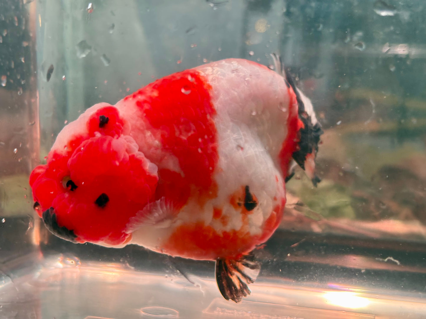 Ranchu - JB Shakura Bubble Head Double Cheek Black Tail