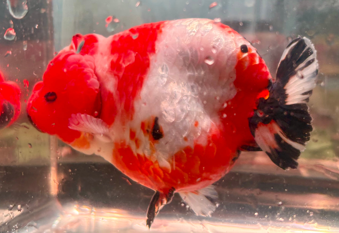 Ranchu - JB Shakura Bubble Head Double Cheek Black Tail