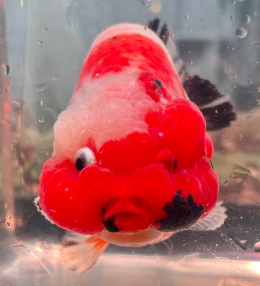 Ranchu - JB Shakura Bubble Head Double Cheek Black Tail