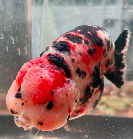 Ranchu - JB Calico Bubble Head Double Cheek Black Tail