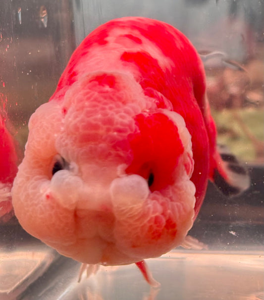 Ranchu - JB Shakura Bubble Head Double Cheek Red