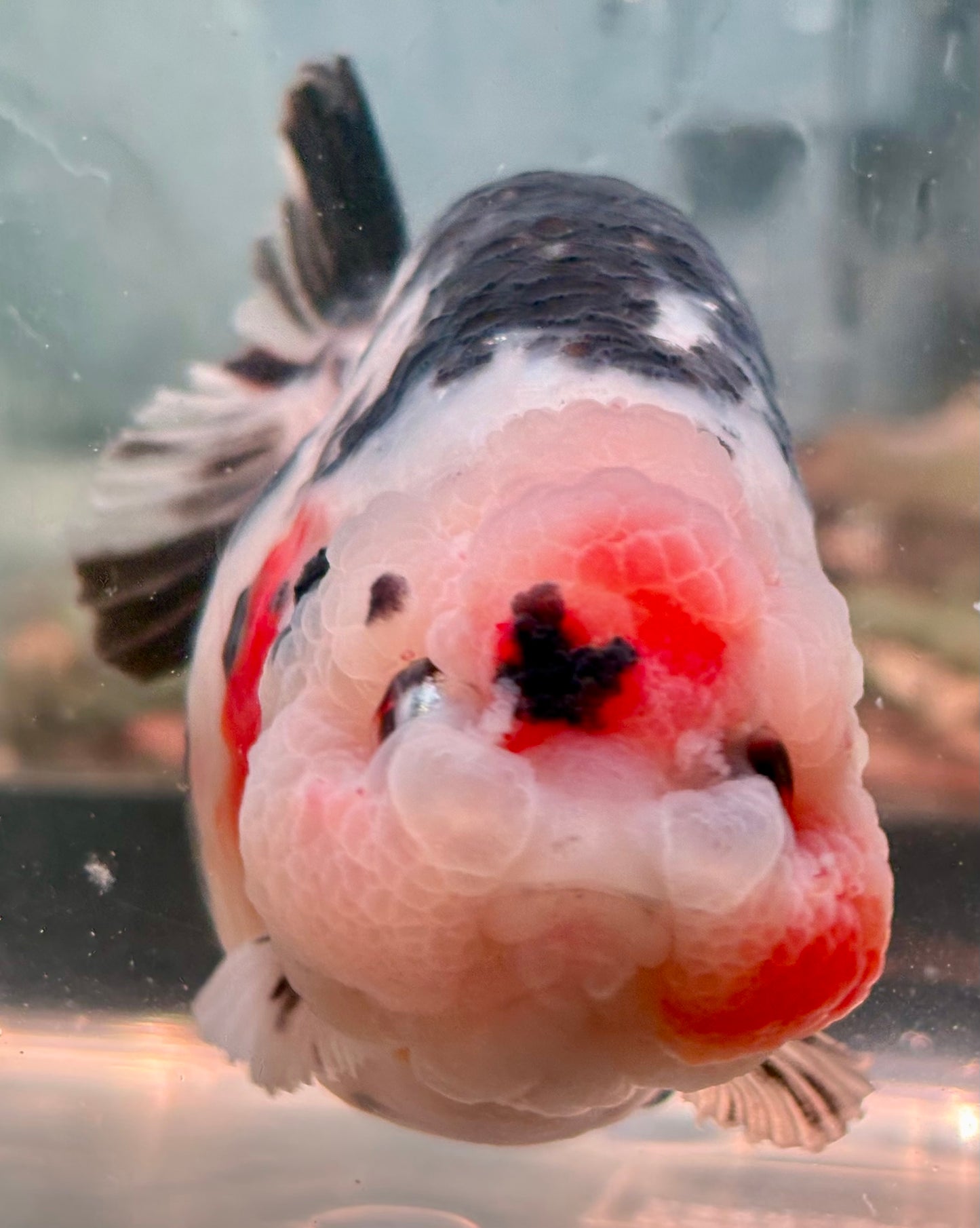 Ranchu - JB Calico White and Black