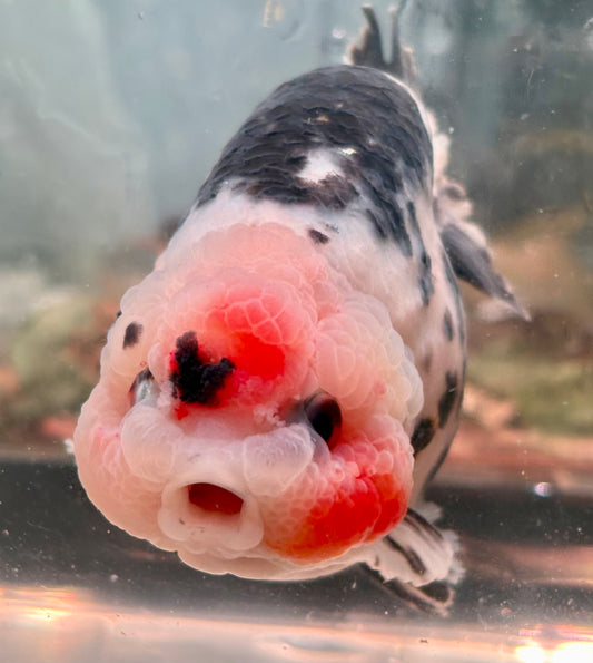 Ranchu - JB Calico White and Black