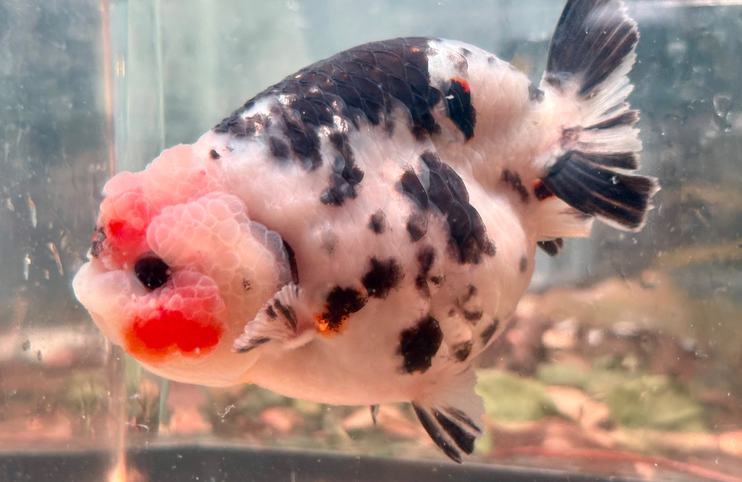 Ranchu - JB Calico White and Black