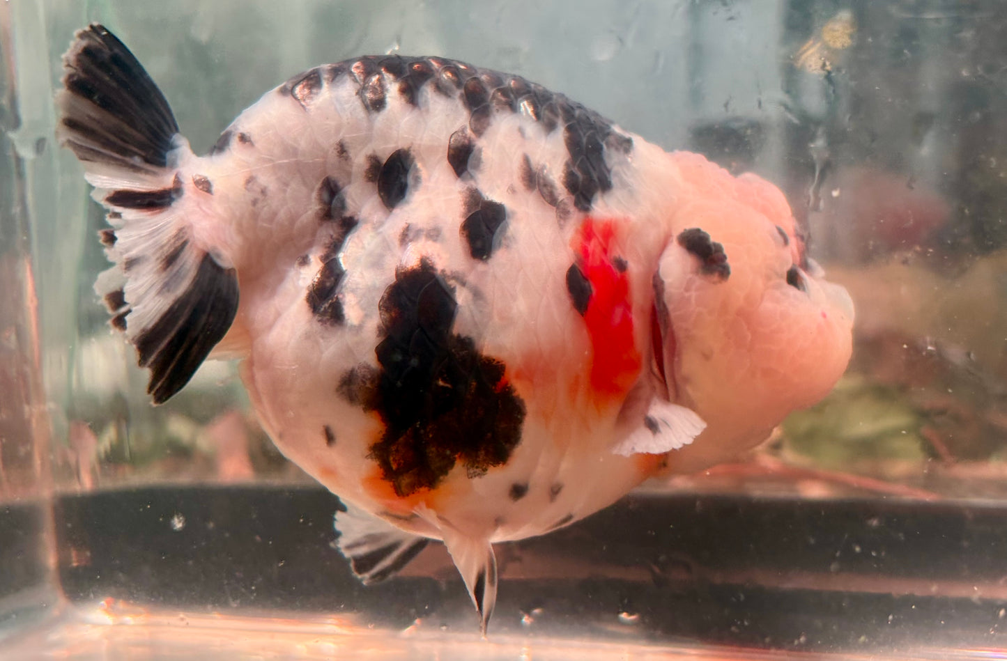 Ranchu - JB Calico White and Black