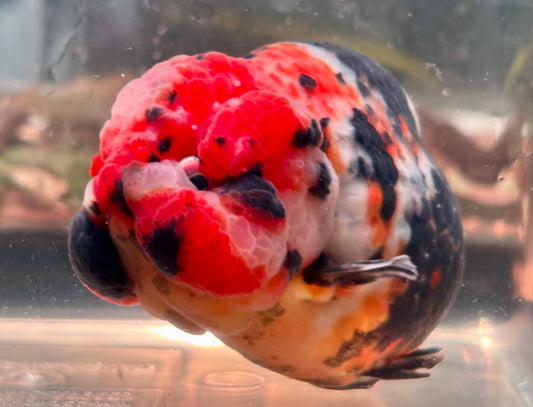 Ranchu - JB Calico Black and Why