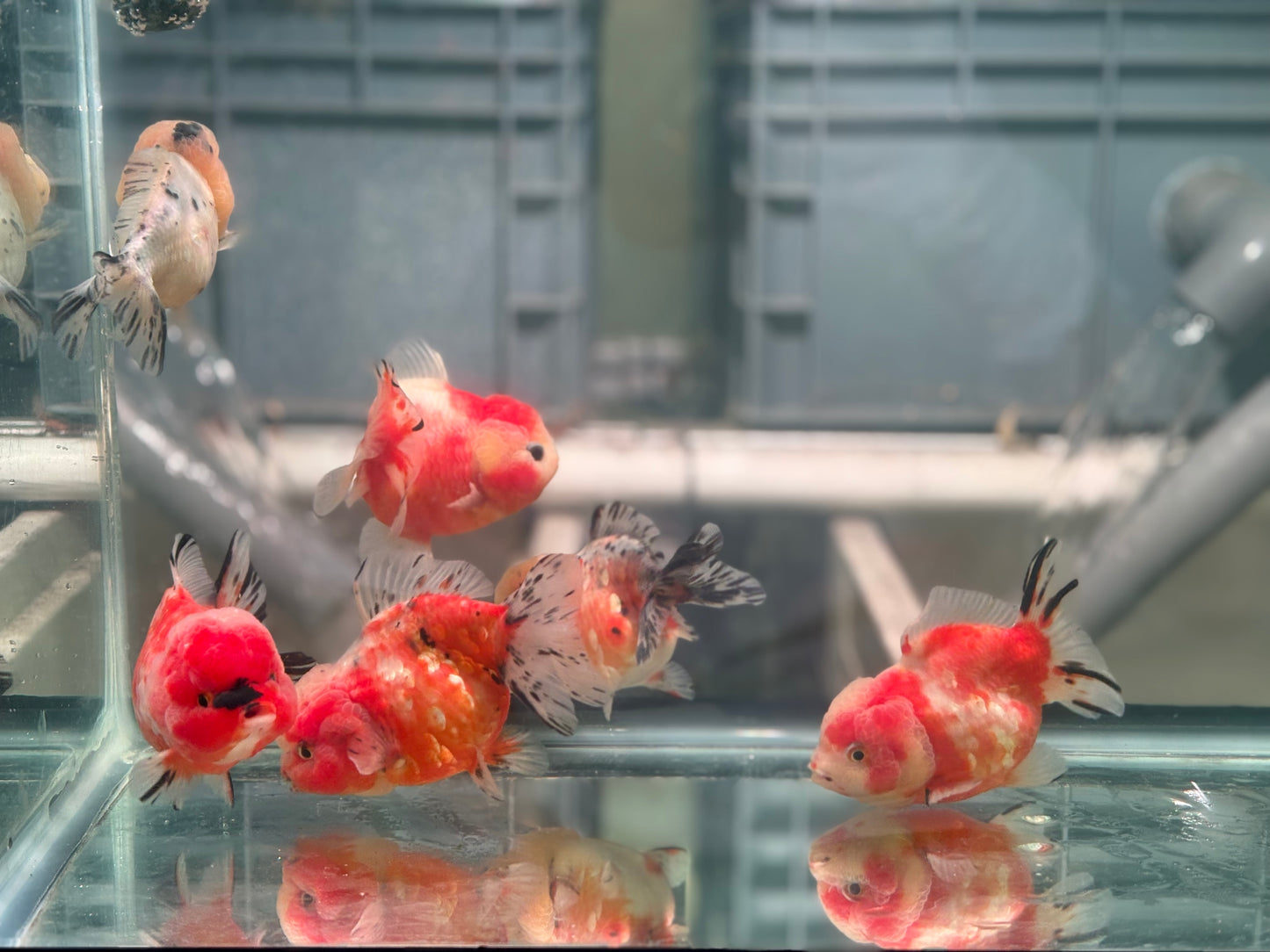 Yuanbao (each) Bath1