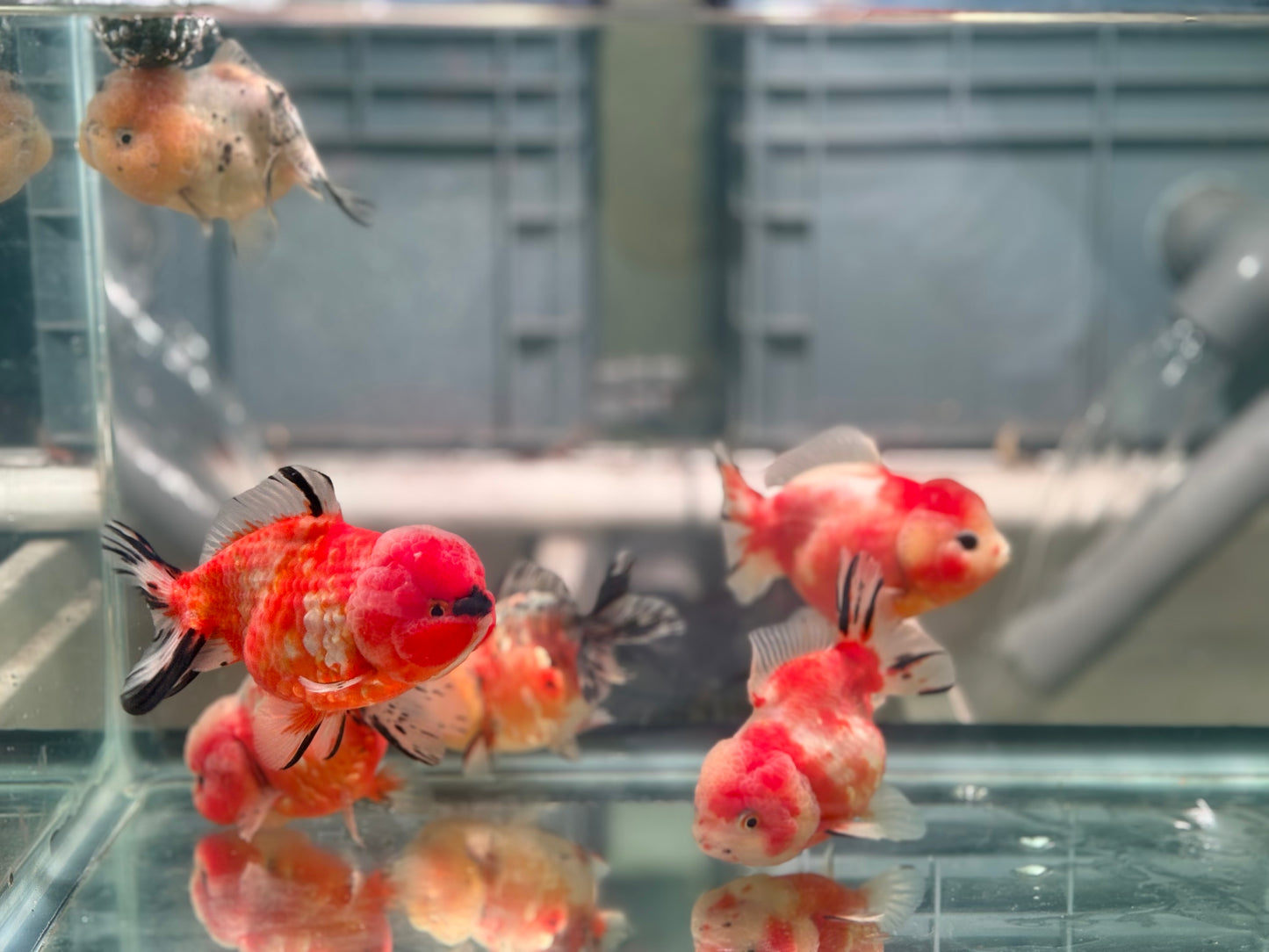 Yuanbao (each) Bath1