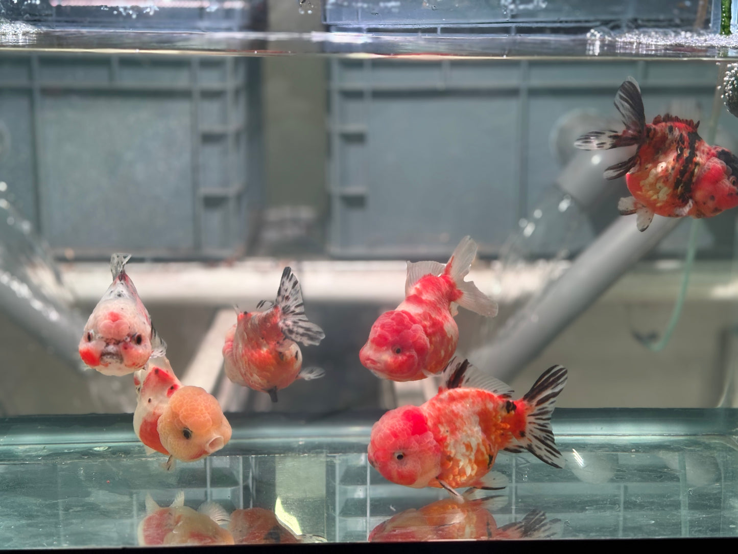 Yuanbao (each) Bath2