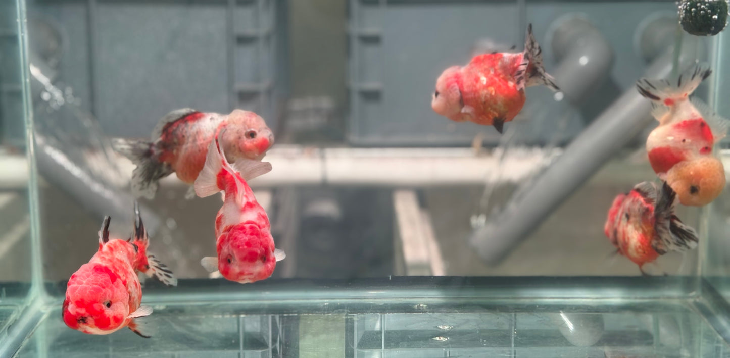 Yuanbao (each) Bath2